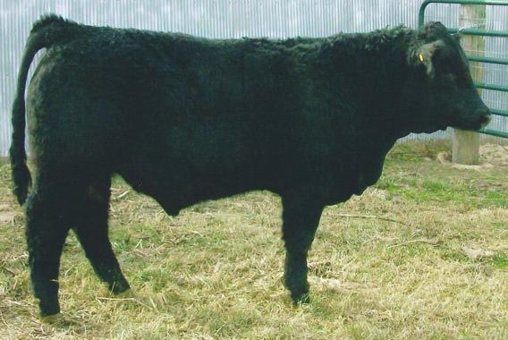 5 Osker may be our best all-around bull. His EPD s are out of sight. His spread between BW and WW is 81/805 pounds.