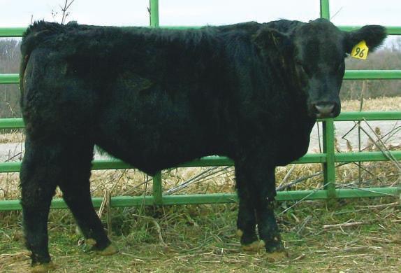 7 All Wow should be a bet the farm calving ease bull. The calving ease EPD s on both his parents sires are 13.7 and 15.4. A bonus would be his growth numbers. His dam is a first calf heifer.