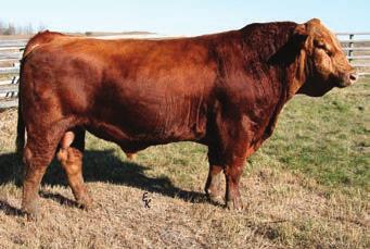 7 76.2 Sterling is our senior herdsire. His dam, KS Ariela was a high selling female in the 2008 North Dakota Classic.