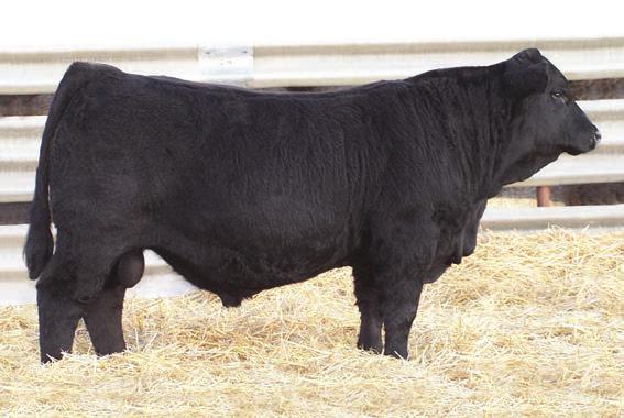 5 130.2 10.8 29.0 70.3 44.5-0.29 0.04 23.0 149.8 84.1 Otis is an AI sire with Bouchard in Canada.