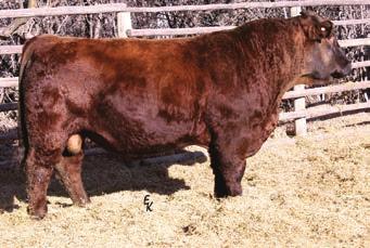 2 73.5 112.5 7.3 30.8 67.5 40.0-0.17 0.27 129.6 75.9 We purchased Shamwari from Kenner Simmentals.