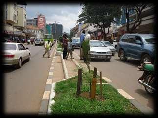 Greening Kampala Tree