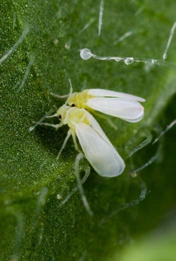 2.0 The Problem Silverleaf Whitefly The silverleaf whitefly, Bemisia tabaci, is one of the most damaging pests to many ornamental crops.