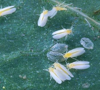 The impact of whiteflies can be very significant. Whiteflies produce honeydew, which makes plant surfaces sticky and supports development of unsightly sooty mold.