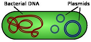 Definition of Plasmid Plasmids are extrachromosomal circular, double stranded DNA material present in cell cytoplasm.