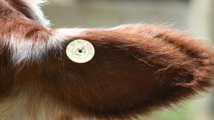4 QUESTION TWO: NAIT TAGGING OF LIVESTOCK It is compulsory in New Zealand for all cattle and deer to be tagged with National Animal Identification and Tracing (NAIT) approved
