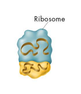 Ribosomal RNA Proteins are assembled on ribosomes, small organelles composed of two subunits.