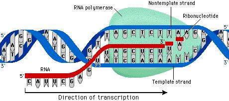 Transcription Most of the work of making RNA takes place during transcription.