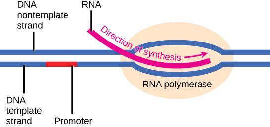 Promoters RNA polymerase binds only to promoters, regions of DNA that have specific base sequences.