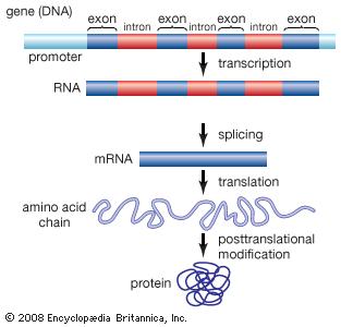 RNA Editing RNA molecules sometimes require bits and pieces to be cut out of them before they can go into action. The portions that are cut out and discarded are called introns.