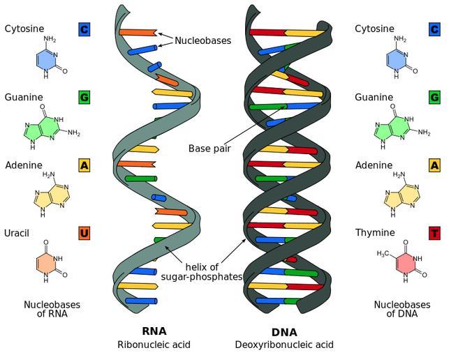 Comparing RNA and DNA There are three important differences between RNA and DNA: (1) The sugar in RNA is ribose instead