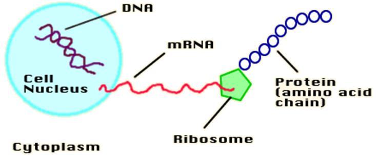 Functions of RNA RNA controls the assembly of amino acids into proteins.