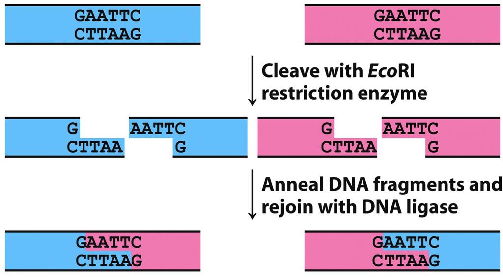 is a restriction endonuclease. It is a good model for demonstrating high substrate specificity. The substrate is a specific sequence called the cognate sequence.