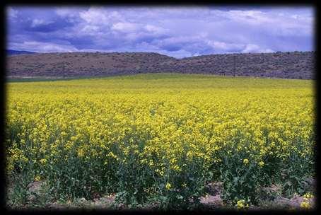 Life Cycle Analysis of Canola for Biodiesel Use: PNW perspective W. L.