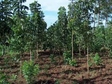 Uganda Aldwych Biopower Project Dedicated biomass plantations 25,000 ha Eucalyptus