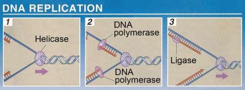 8. During which stage of mitosis is DNA replicated? 9. What does DNA helicase do? (use an outside Internet resource) 10. What is the role of DNA polymerase? 11. What is the role of DNA ligase? 12.