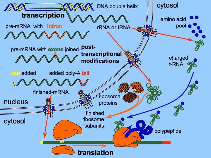 5. Describe how transcription is involved in gene regulation. (May need to use an outside resource) 6. Briefly describe the four steps in translation. 7. What is the role of ribosomes in translation?