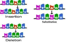 Point Mutations (Slide 9) Complete the chart below Description Substitution Frameshift Mutation