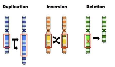 Insertions and deletions can alter a gene so that its message is no longer correctly read and