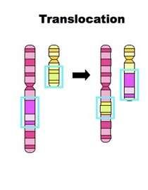 Deletion Insertion Chromosomal Mutations (Slide 12). Complete the chart below.