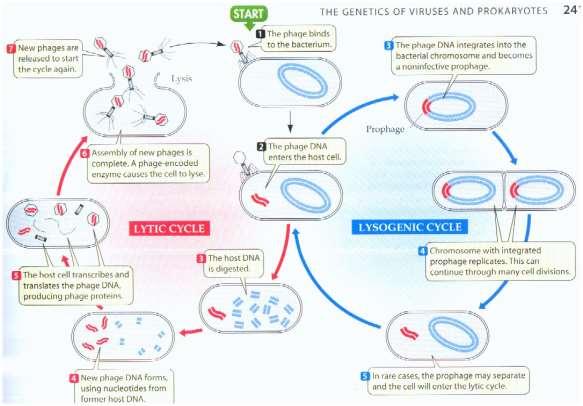 6. Briefly describe the steps in gene splicing. Steps 1. DNA extraction Description 2. Cutting DNA 3. DNA separation 7.