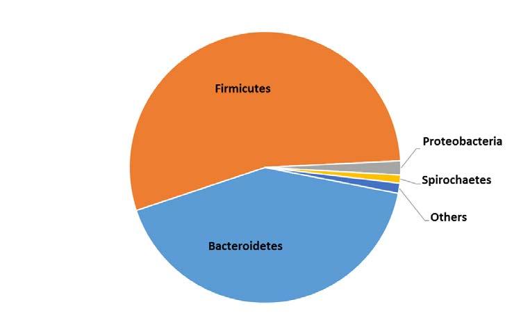 Results: Microbial community Phylum Bacteroidetes 42%