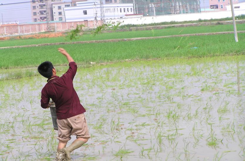 水稻主要种植方式