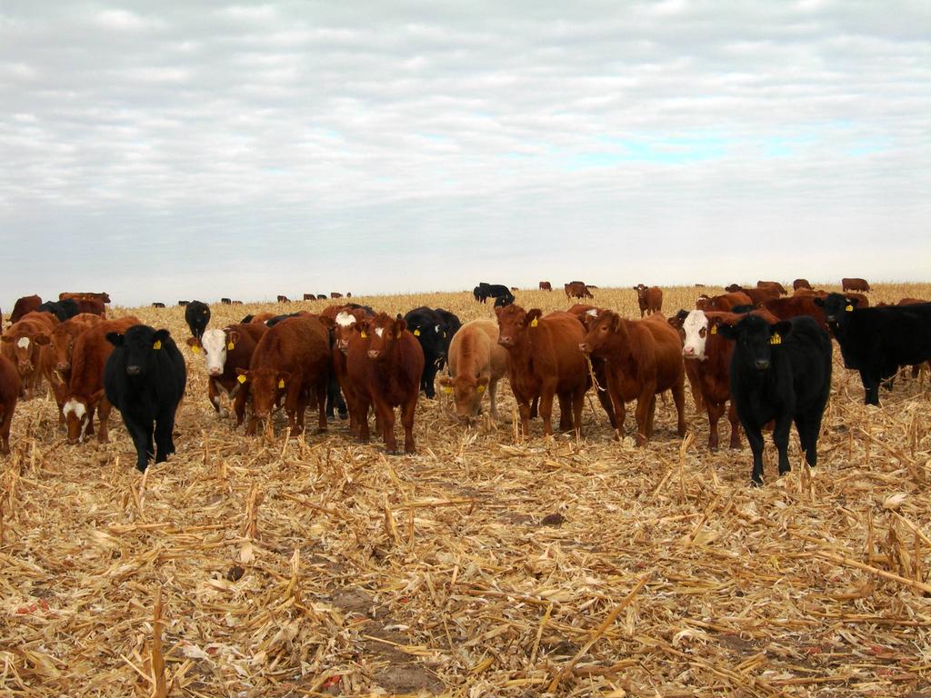 Corn crop residue provides a reasonably priced alternative to grazing dormant winter range Objectives Determine if supplementing beef cows grazing range or corn residue during the last third of