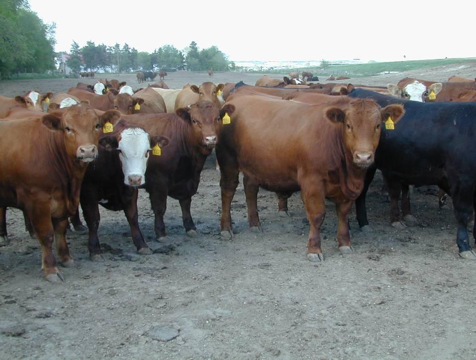 Steer Feedlot Performance Final Live Weight and ADG RS RNS SS SNS Quality Grade (% Choice) RS RNS SS SNS 85 77 88 65 1371 1303 1343 1354 829 787 811 818 3.77 3.66 3.73 3.