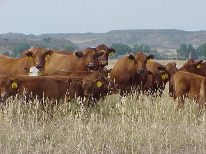 61 CGC Composite 50% Red Angus, 25% Charolais, 25% Tarentaise Lifetime Productivity Study (Feed inputs and Reproduction) CGC Heifer calves Experiment Design 64% Corn silage, 23% alfalfa, 13% supp.