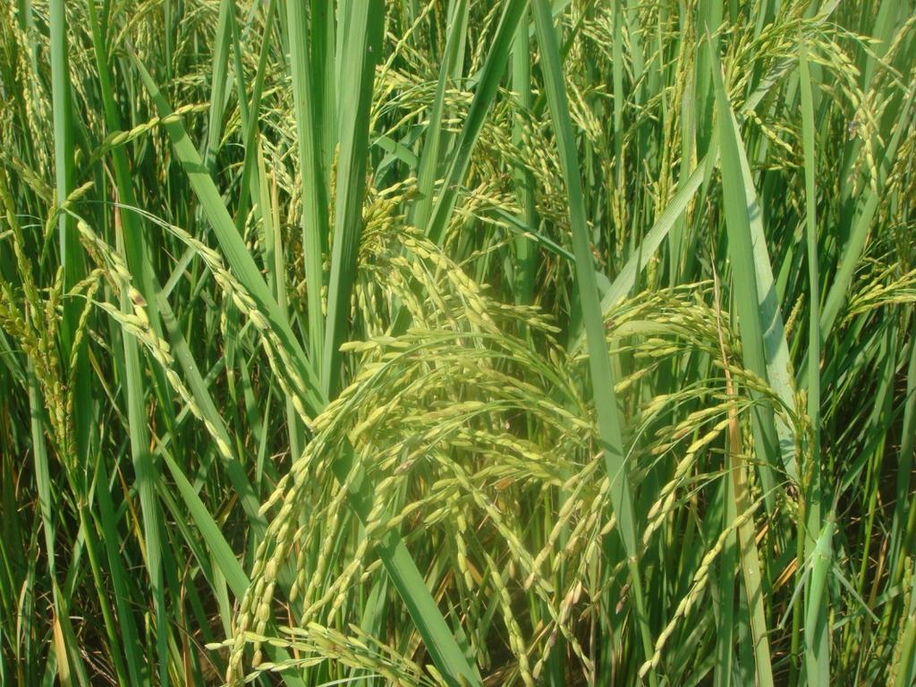 Program for Research on Climate Resilient Cereals Challenge: How to Increase Cereal Yields and Adapt to Climate Change Cereals account for approximately two-thirds of all human energy intake An
