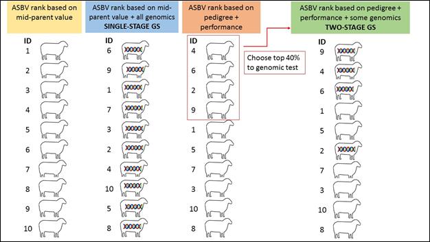 Figure 3: Simple example of the differences between single and two-stage genomic selection Two-stage genomic selection is more affordable in mature rams Figure 4 demonstrates that if ram selection
