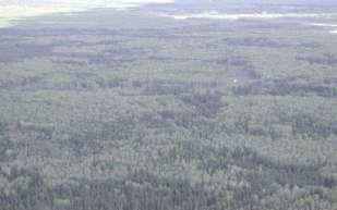 Boreal Forest Region covers 58% of Canada s land mass (240 million ha)