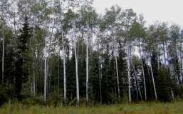 glauca) and trembling aspen (Populus tremuloides) (MIXEDWOOD STANDS) are