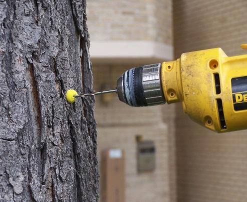 Figure 17. Examination of the sawdust and the pressure to push the drill through the annual growth rings give the experienced arborist a handle on internal decay.