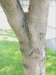 If the side branch is too large in diameter, prune back the side branch by 1/3 to 2/3s to slow growth (or remove the branch entirely). Over a period of years, a branch collar will develop.