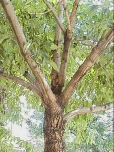 A branch union with high aspect ratio, like 1 to 1 (two trunks of the same diameter), is highly prone to failure in wind and snow loading.