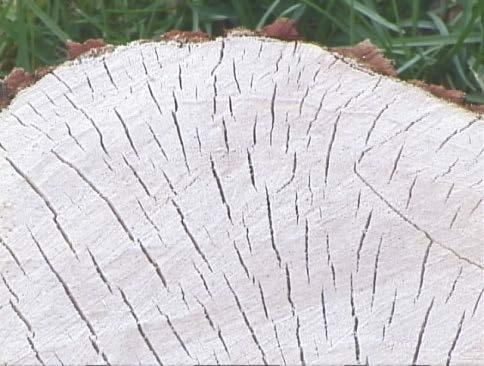 Depending on the species and vigor, sapwood comprises approximately the five youngest (outer) annual growth rings.