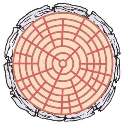 CODIT: Compartmentalization of Decay in Trees (How Trees Decay) Figure 11. The xylem tissue (wood) is a serious of compartments or boxes created by the annual growth rings and ray cells. Figure 12.
