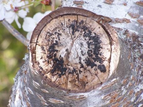 following are procedures with limited potential to evaluate the internal structure of trees. Visual Indicators of Decay Large pruning wounds suggest the potential for internal decay.