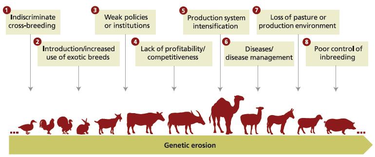 Threats to livestock genetic diversity (FAO, 2015)