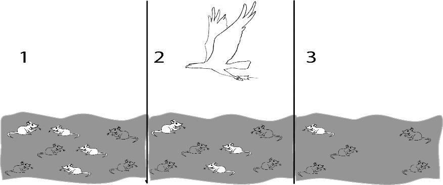 d. Observe the diagram below: 1. Describe what is happening in figures 1-3. Mice in an ecosystem are preyed on by a bird.