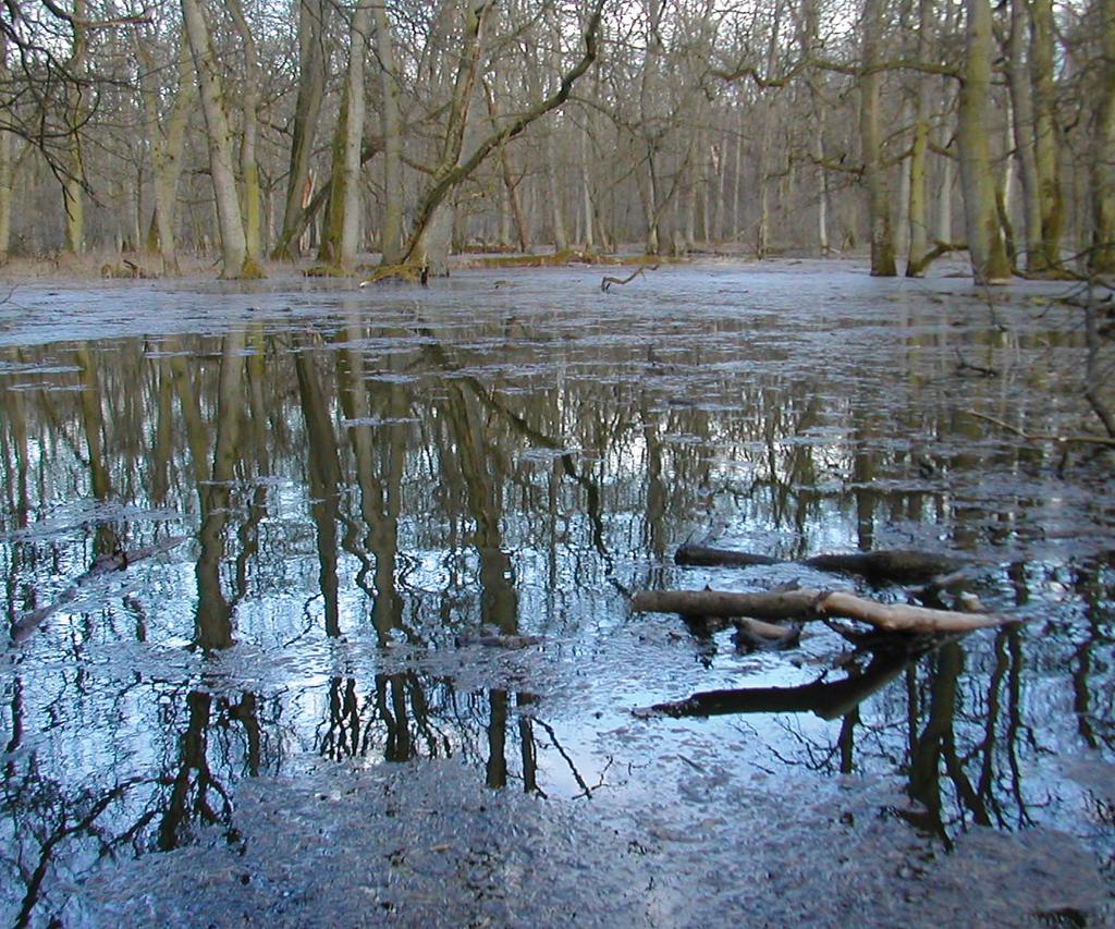 In the Morava-Dyje floodplain wetlands of Austria, the Czech Republic and Slovakia, the maintenance of traditional land use supports flood control.
