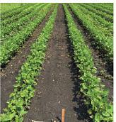 crop produce Weed Control Herbicide resistant