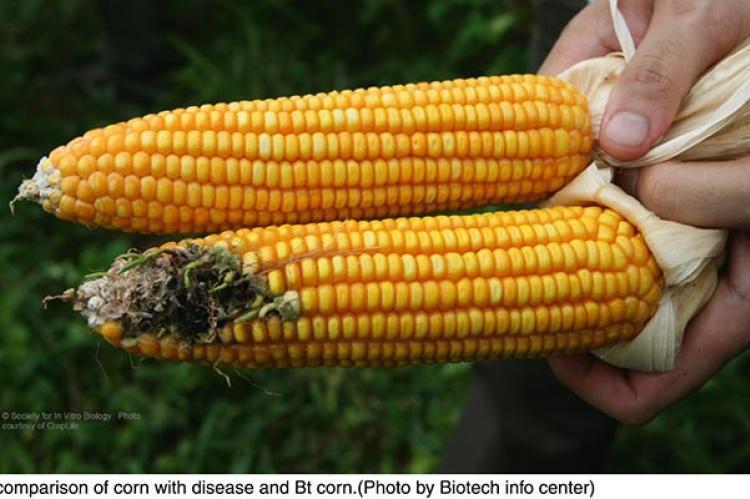 resistant corn (top) https://www.agronomy.