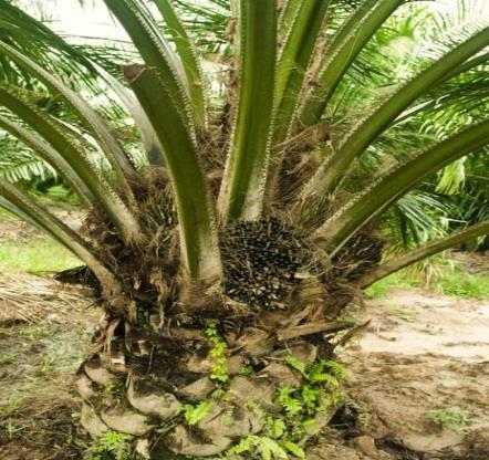 Chain teams on Palm Oil through an e-learning module 51% of Group