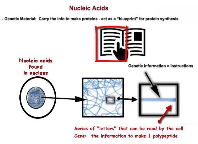 D) Nucleic Acids - Genetic Material: Carry the info to make proteins act as a blueprint.