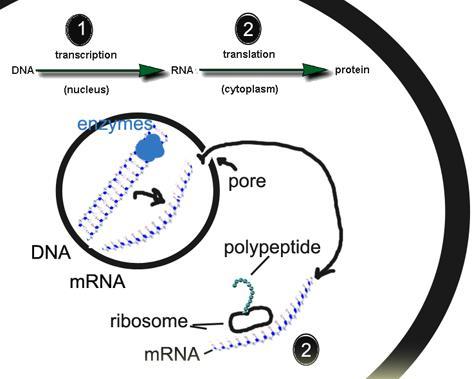 2. Transcription = Re-writing DNA into RNA - Transcription: The order of the bases in the DNA specifies the order of bases in the mrna. Occurs in the nucleus.