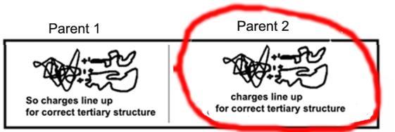 - We have 2 sets of chromosomes (HOMOLOGOUS chromosomes - they carry the same genes): one from mom (maternal chromosome), one from dad (paternal