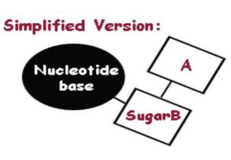 A. Building Blocks = NUCLEOTIDES - A central pentose sugar with a phosphate and a nucleobase attached. * They can have a ribose or a deoxyribose sugar.